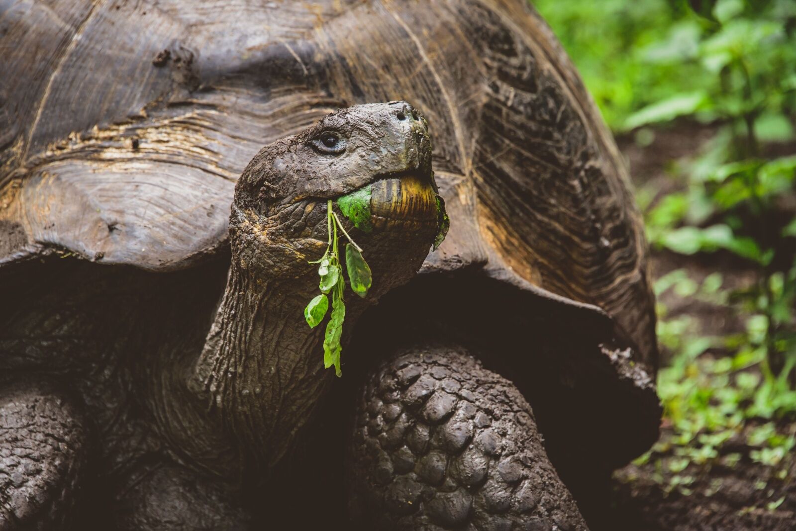 best countries for safari - Galapagos land turtle 