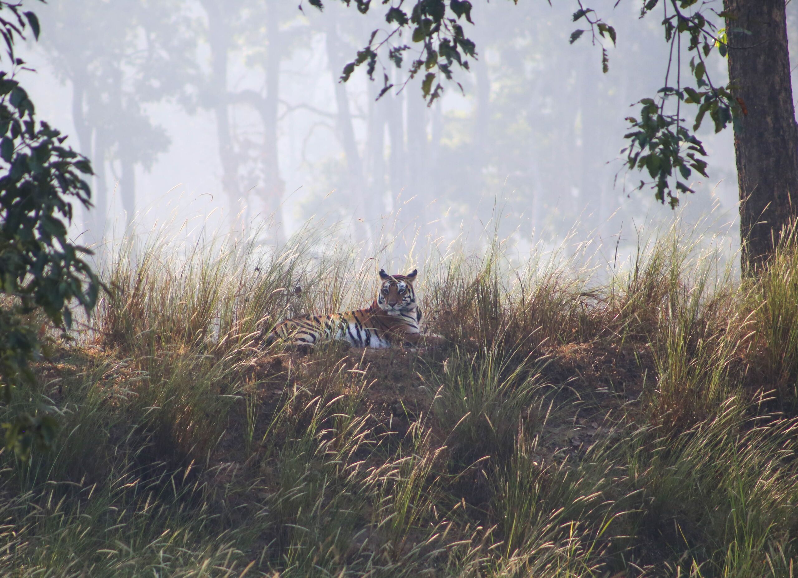 Bengal tiger in Kahna National Park. Photo: Suzie Dundas best countries for safari