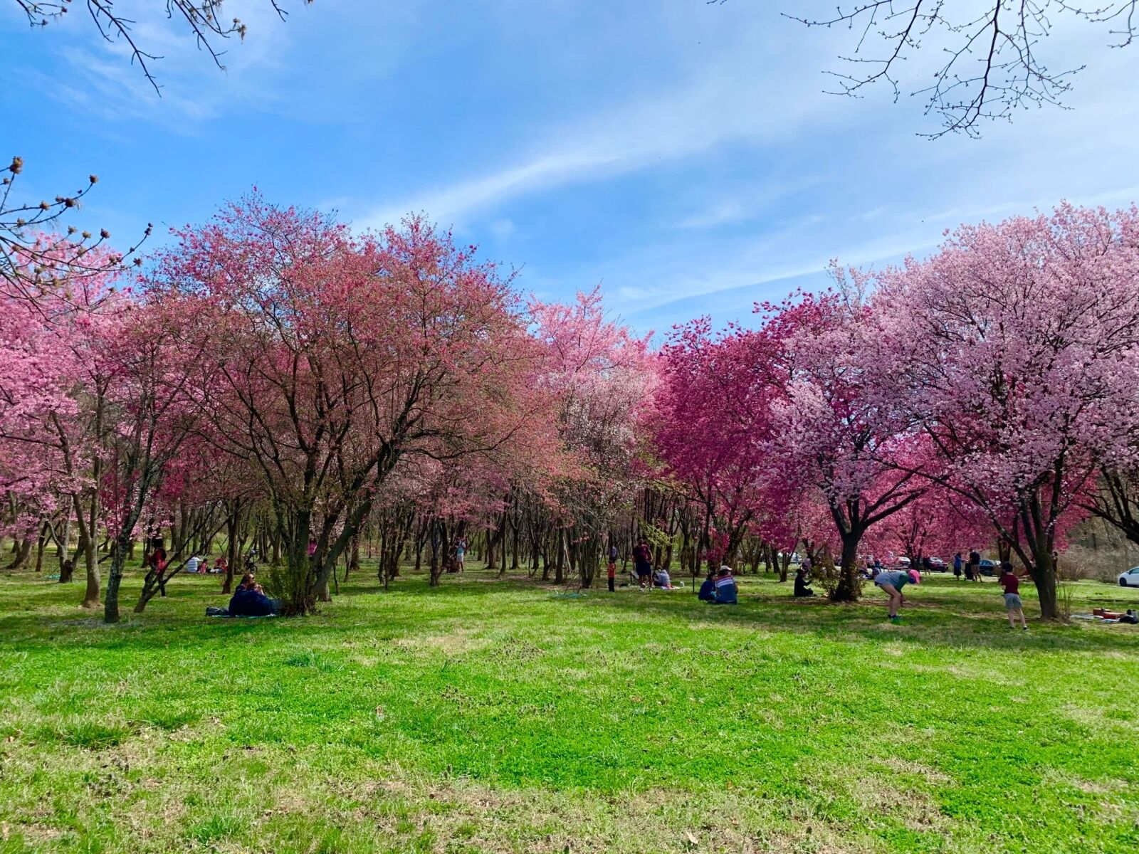 dc cherry blossom festival - national arboretum 