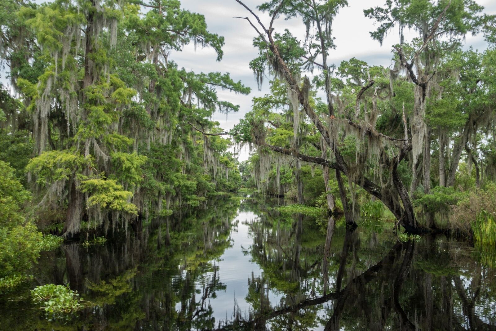 swamp walking - pretty Louisiana swamp