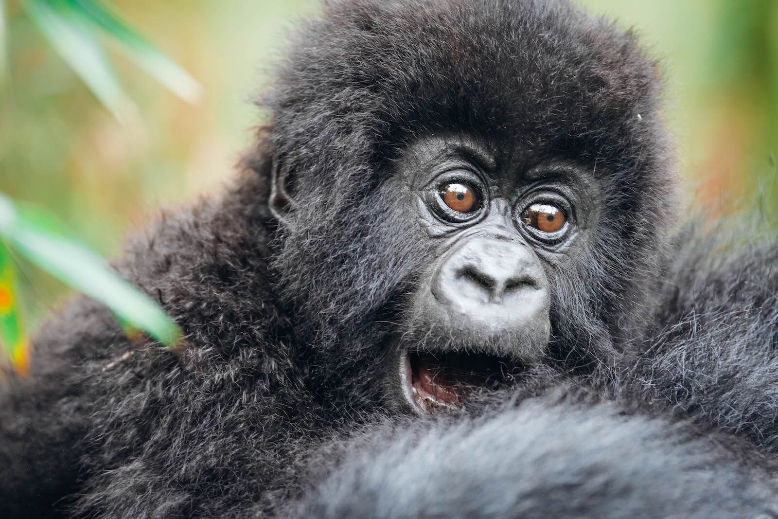 best country for safari - rwanda gorilla child