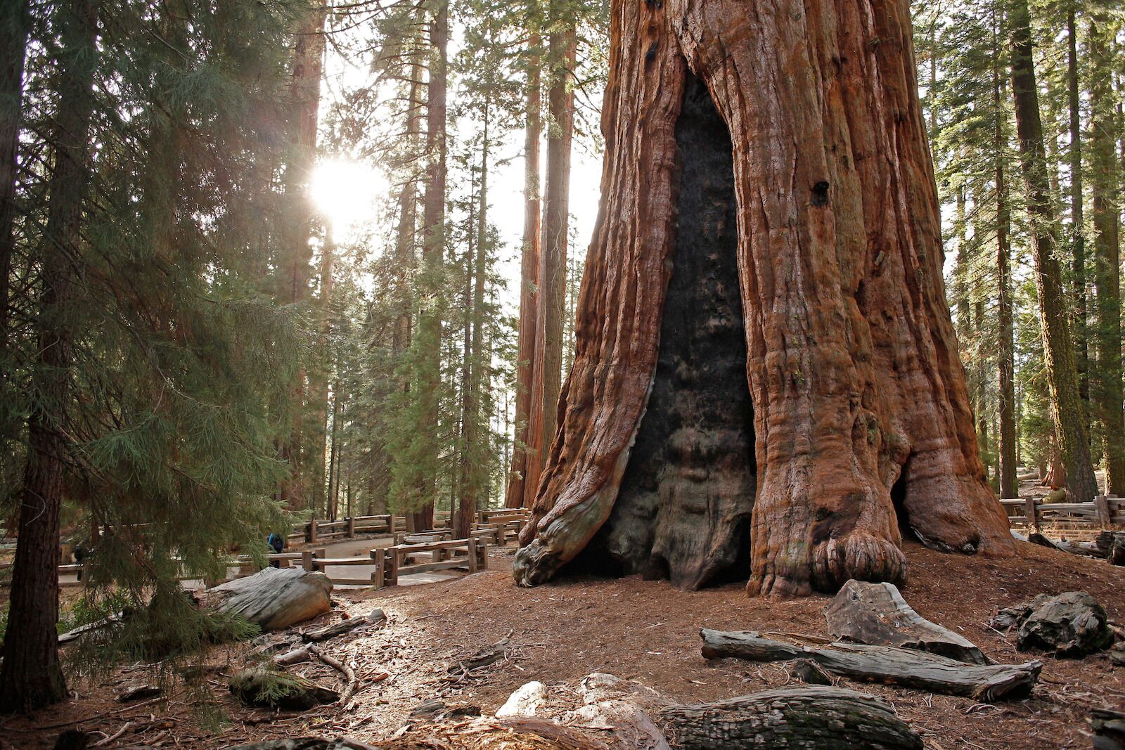 polluted parks - sequoias in California 