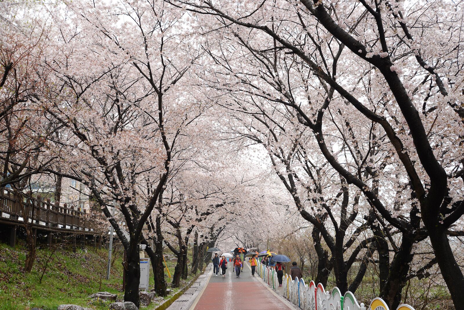 south-korea-cherry-blossom