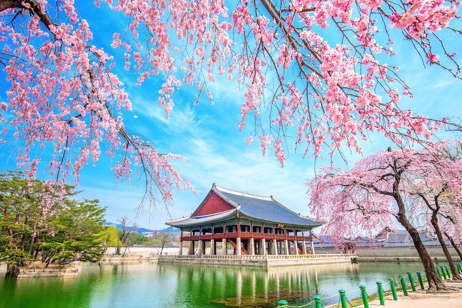 south-korea-cherry-blossom