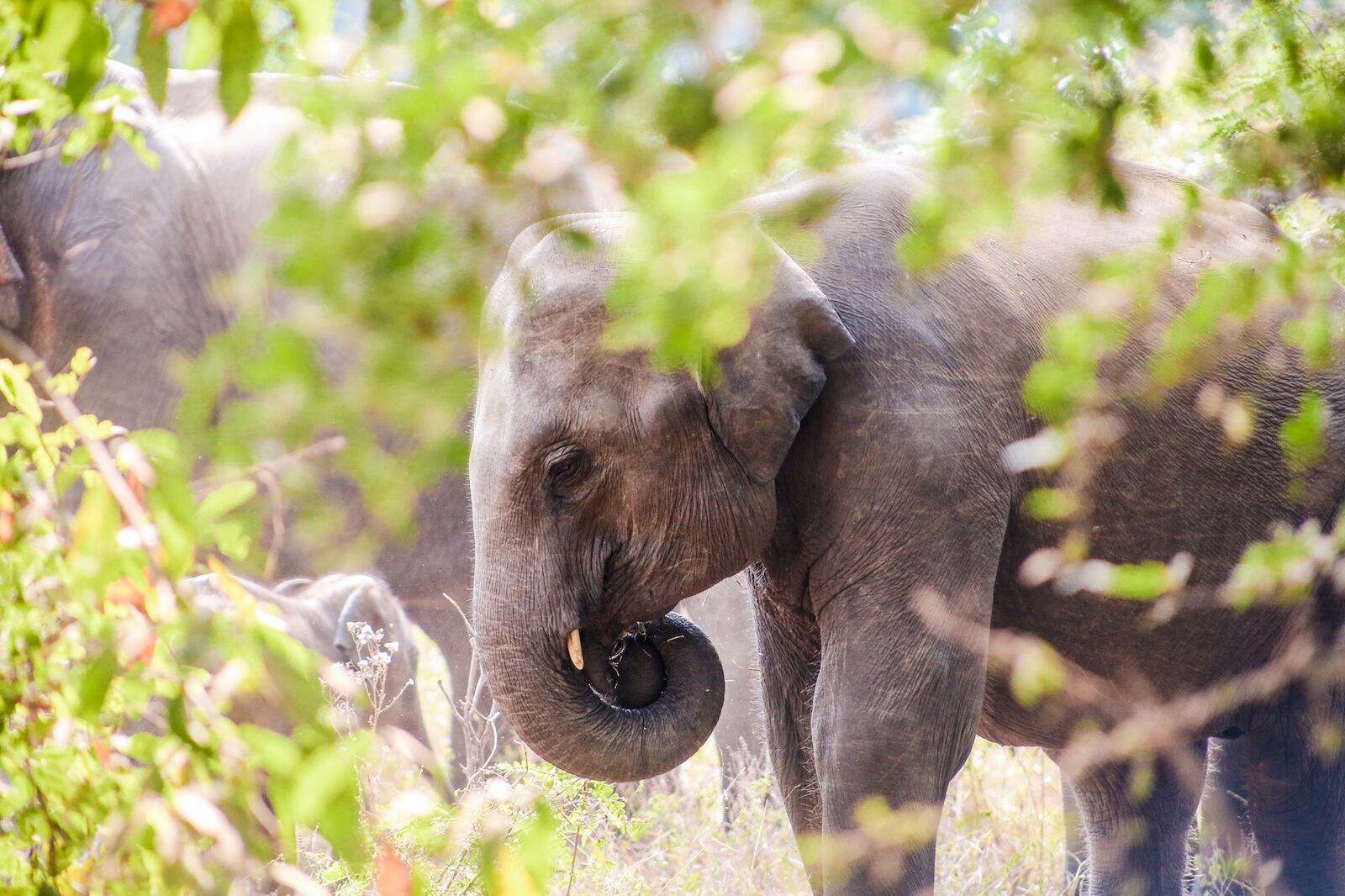 best countries for safari - sri lanka elephant