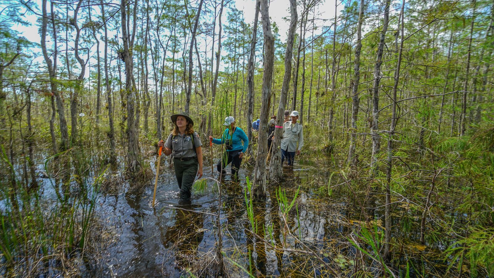 ranger and hikers swamp walking in florida