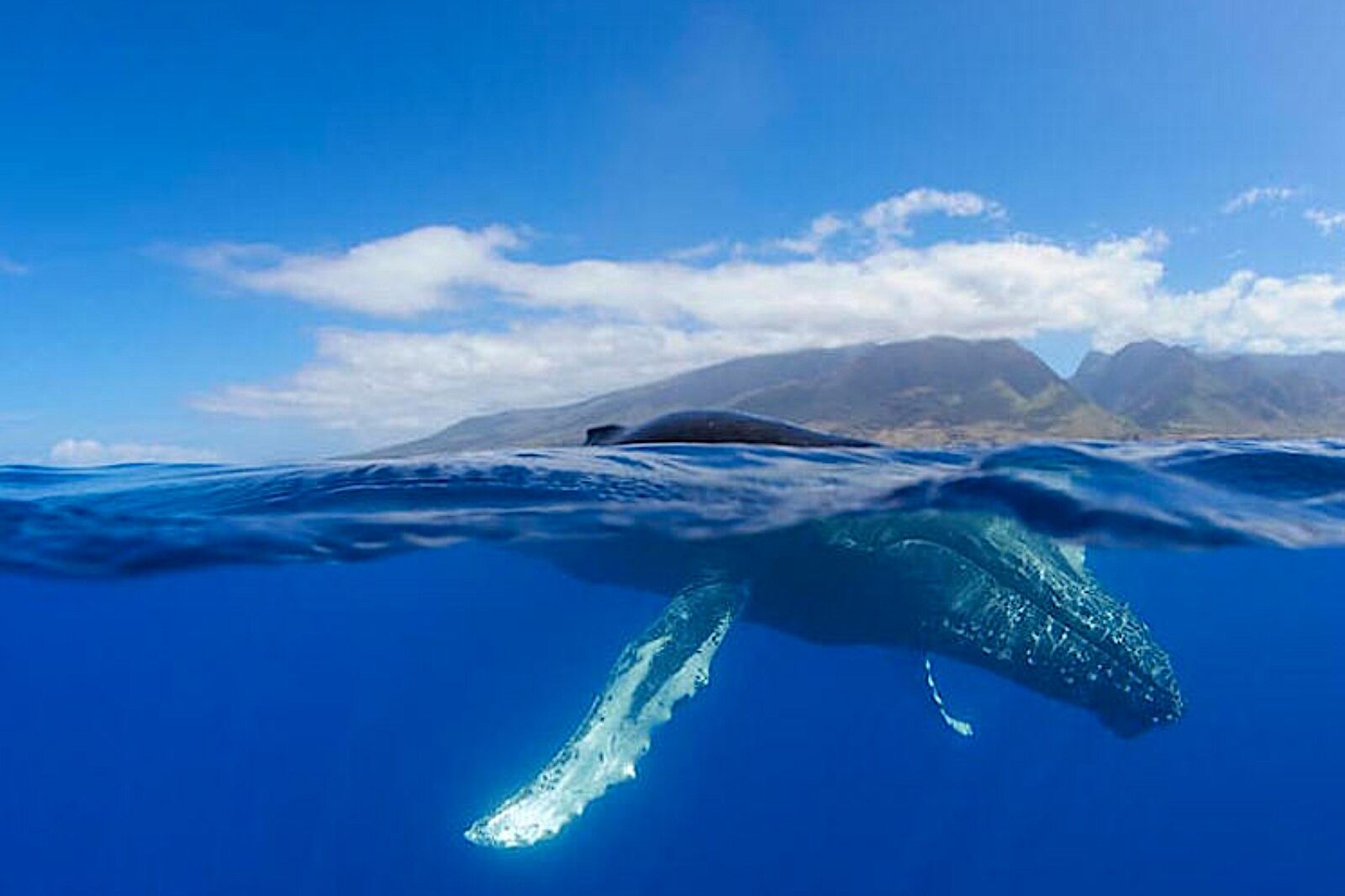 humpback whale in Hawaii