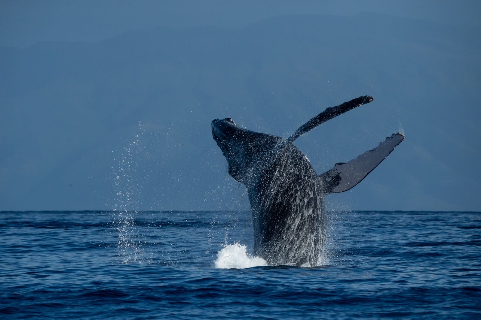 Humpback Whale breaches in spectacular fashion in Lahaina Roads, Hawaii. Humpback Whales winter in Hawaii and give birth in the shallow waters between Maui and Molokai.