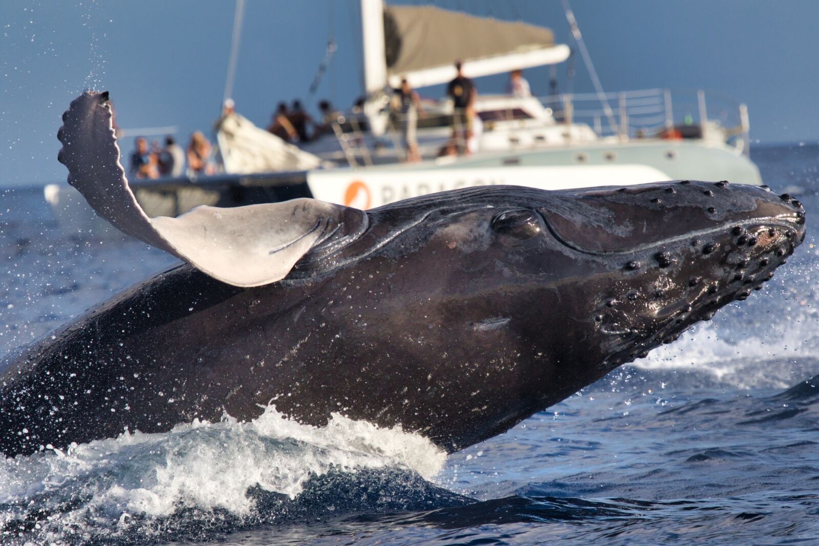 Action packed humpback whale breaching near and in front of a whale watching boat in Hawaii