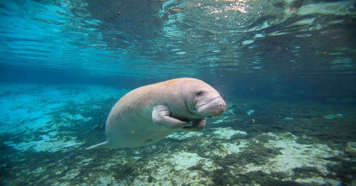 Where to See Manatees in Florida