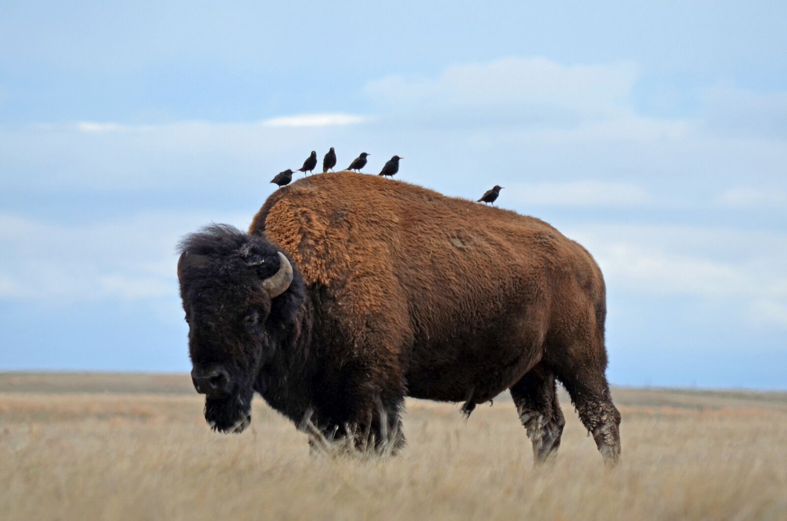 polluted parks - wind cave bison
