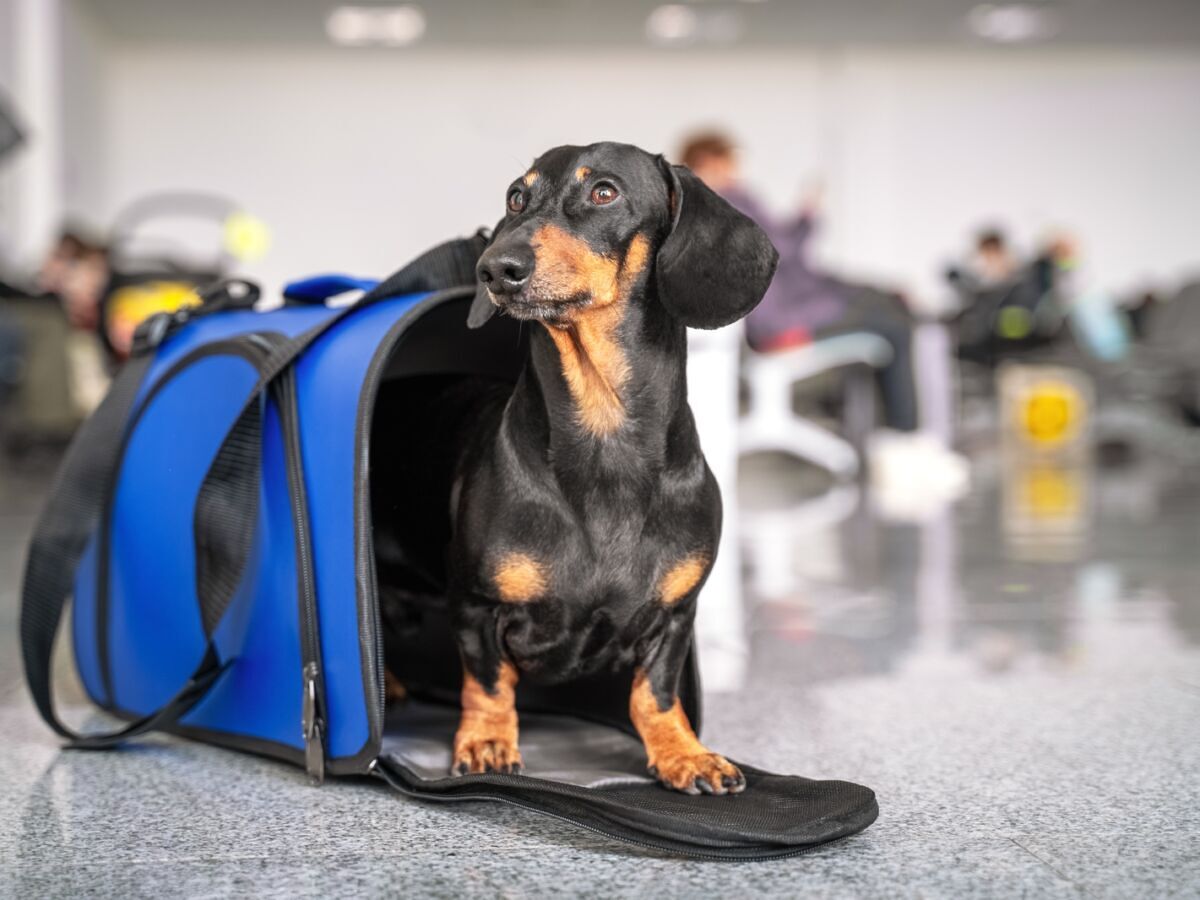 Changes to American Airlines' Pet Policy Make Flying With Pet Easier