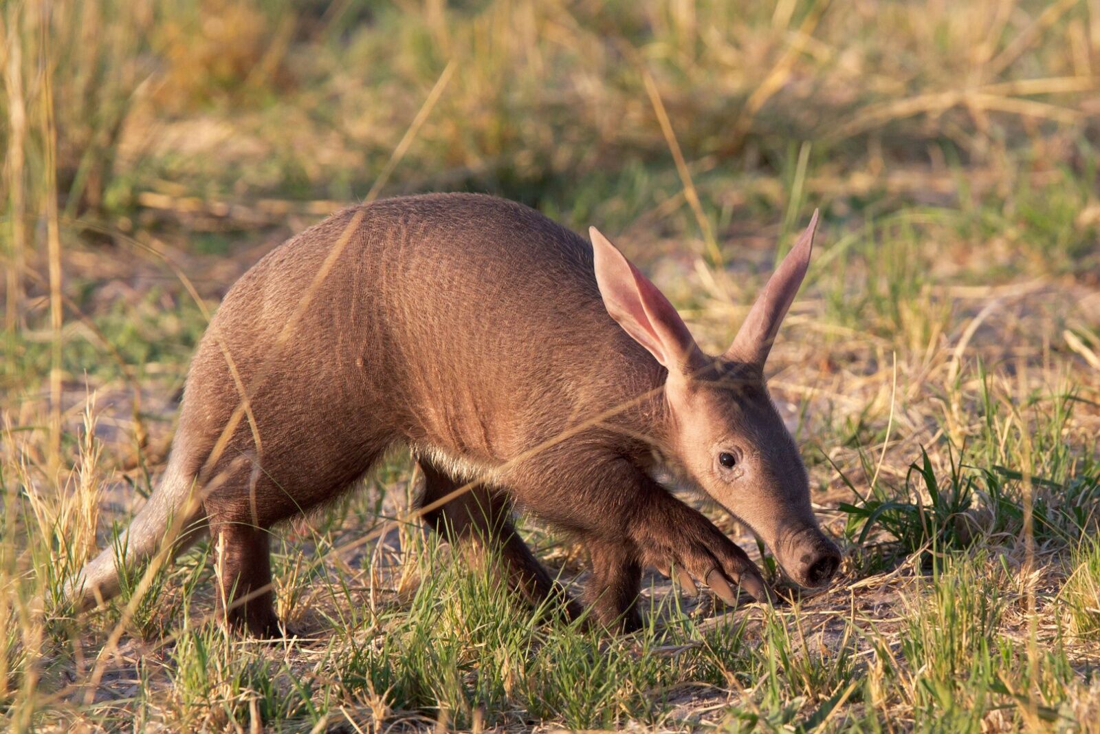 unique safaris and rare mammal tours -- aardvark
