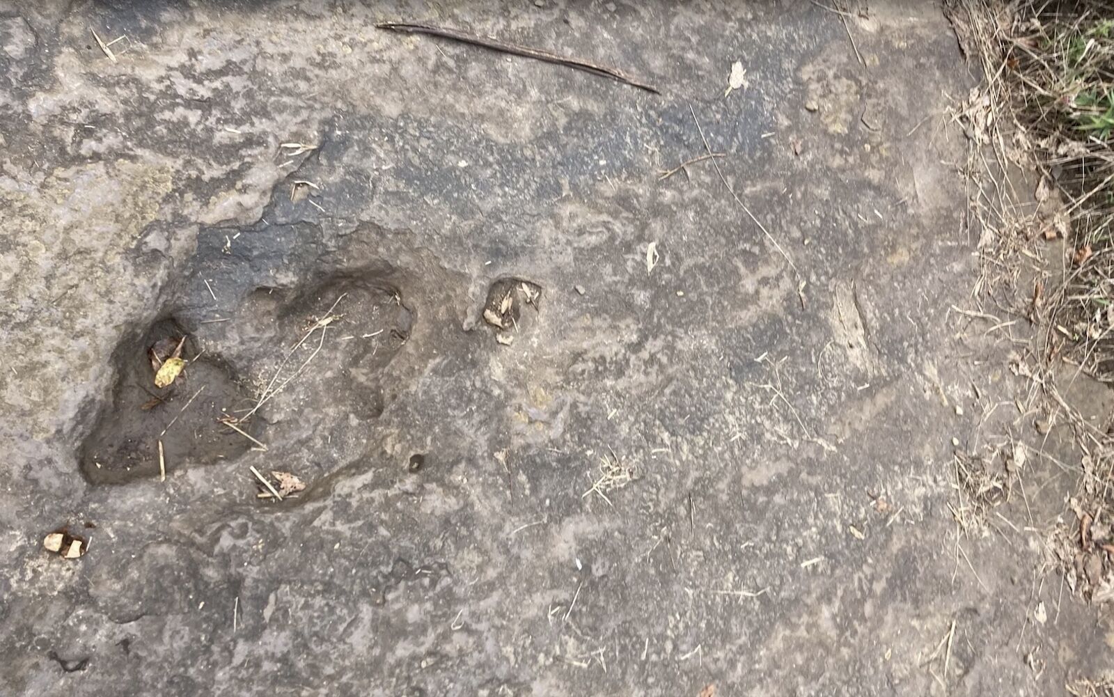 dinosaur footprint in MA 