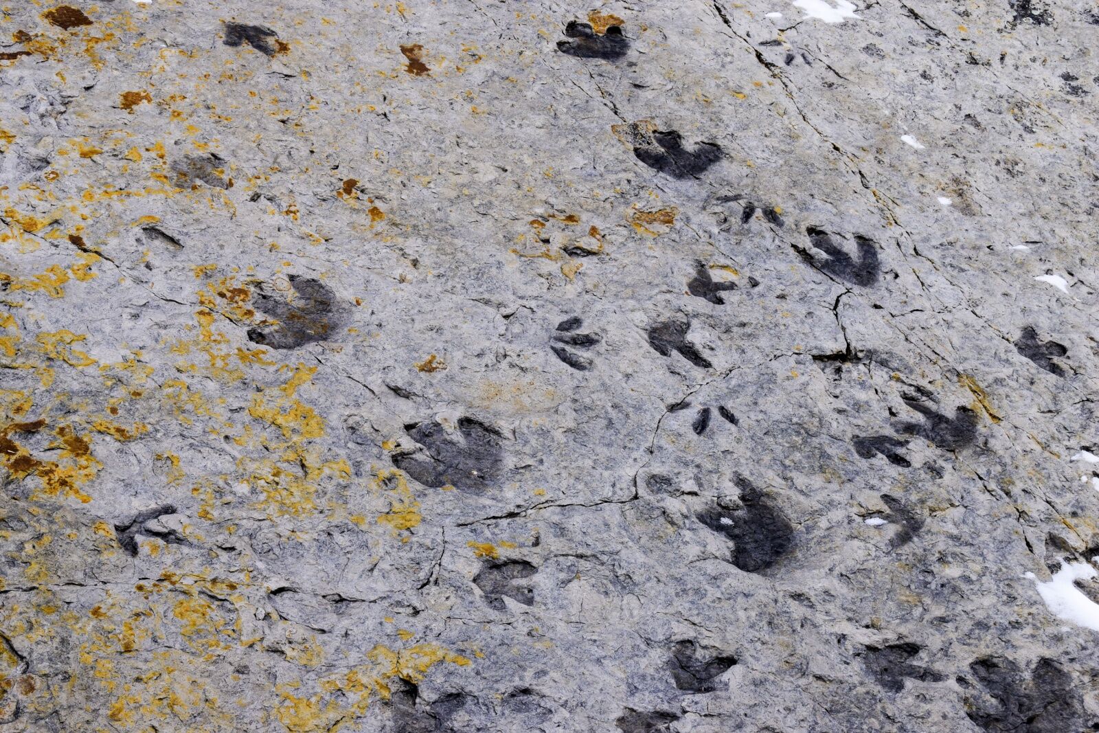 dinosaur footprints colorado - dino ridge