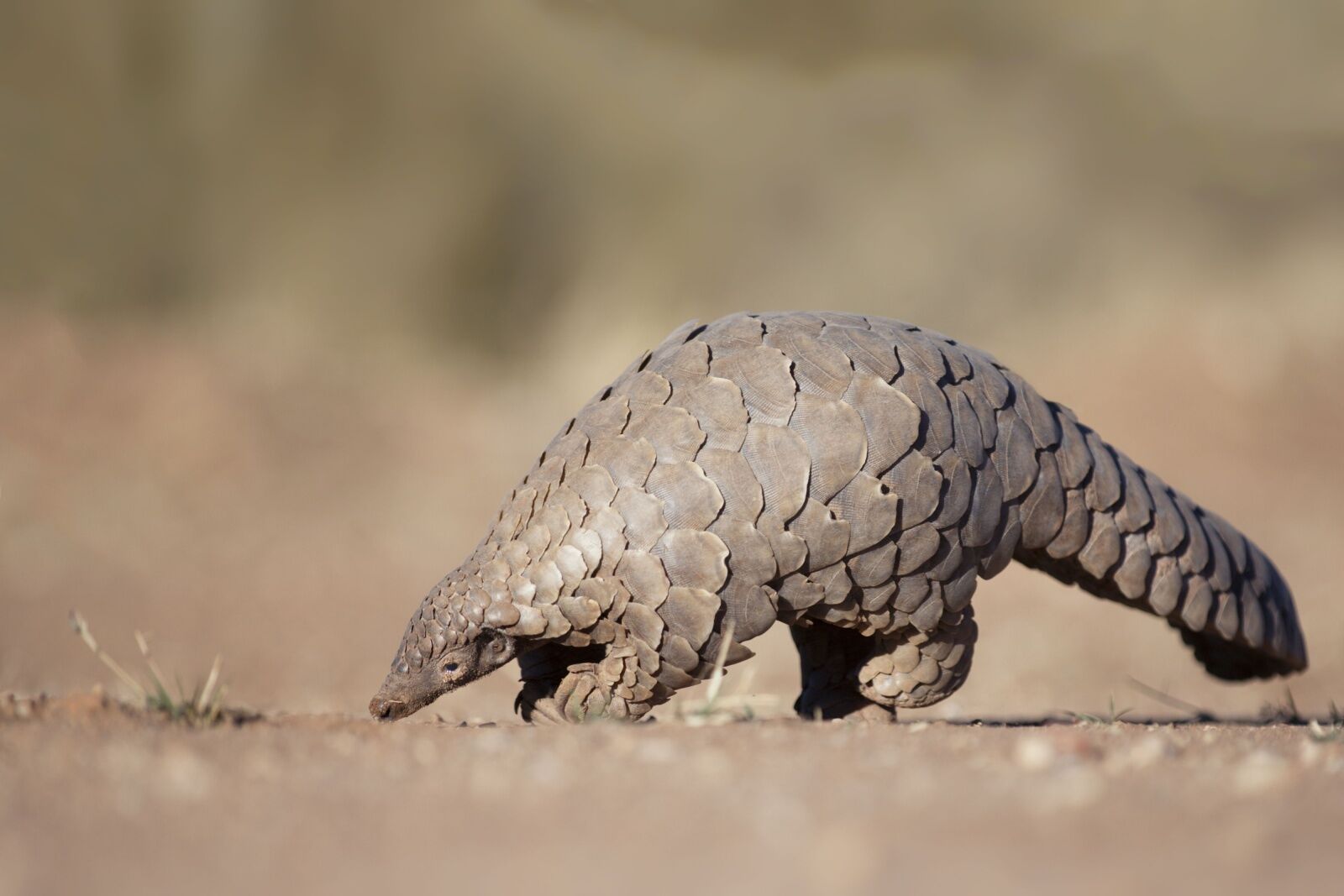 ground pangolin in africa