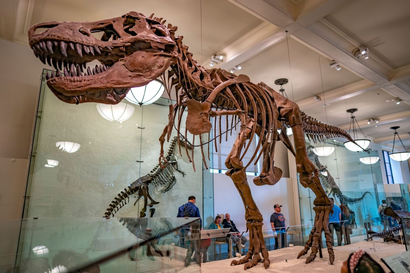 Upper west history museum dinosaur