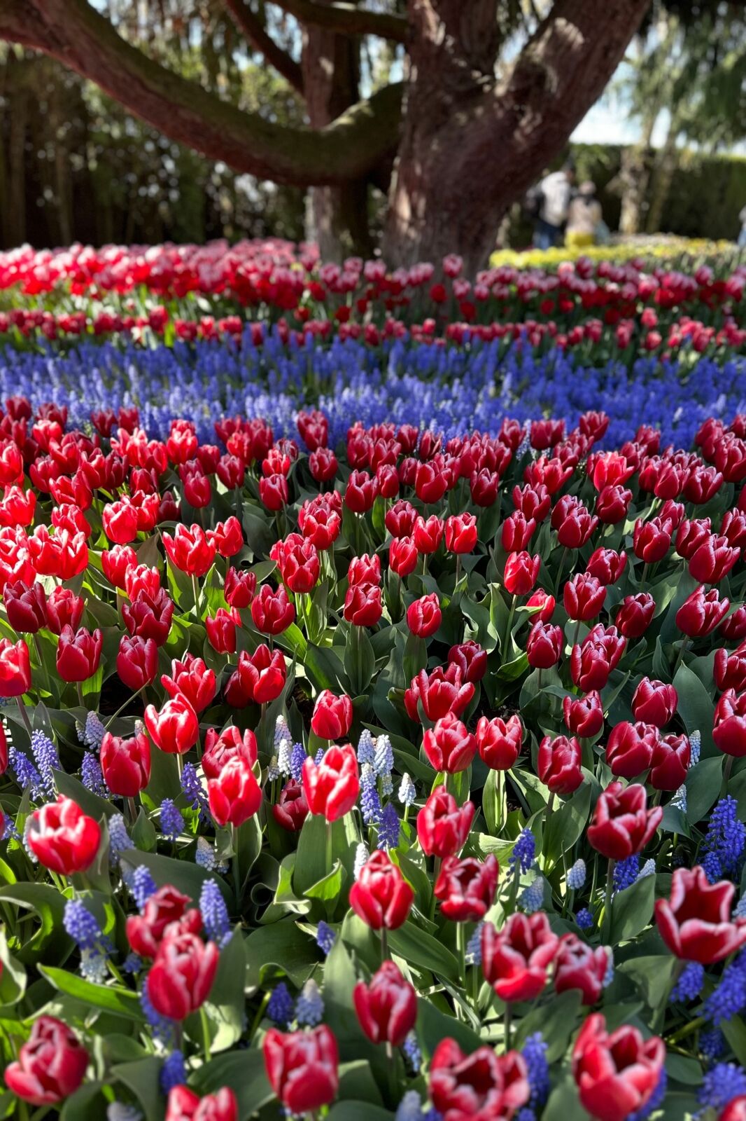 Skagit Valley Tulip festival in La Connor, Washington