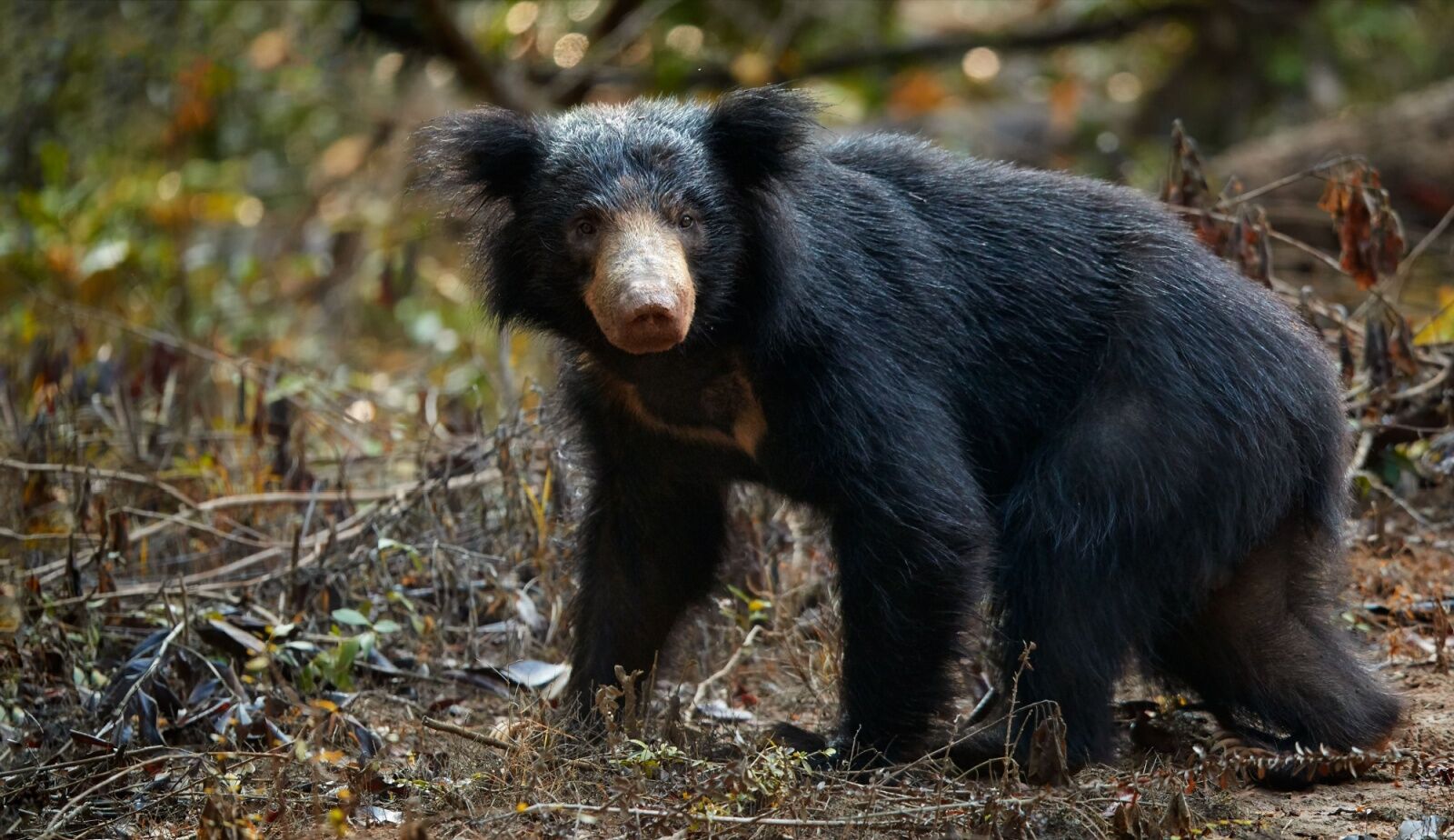 sloth bear in Sri Lanka - rare mammals 
