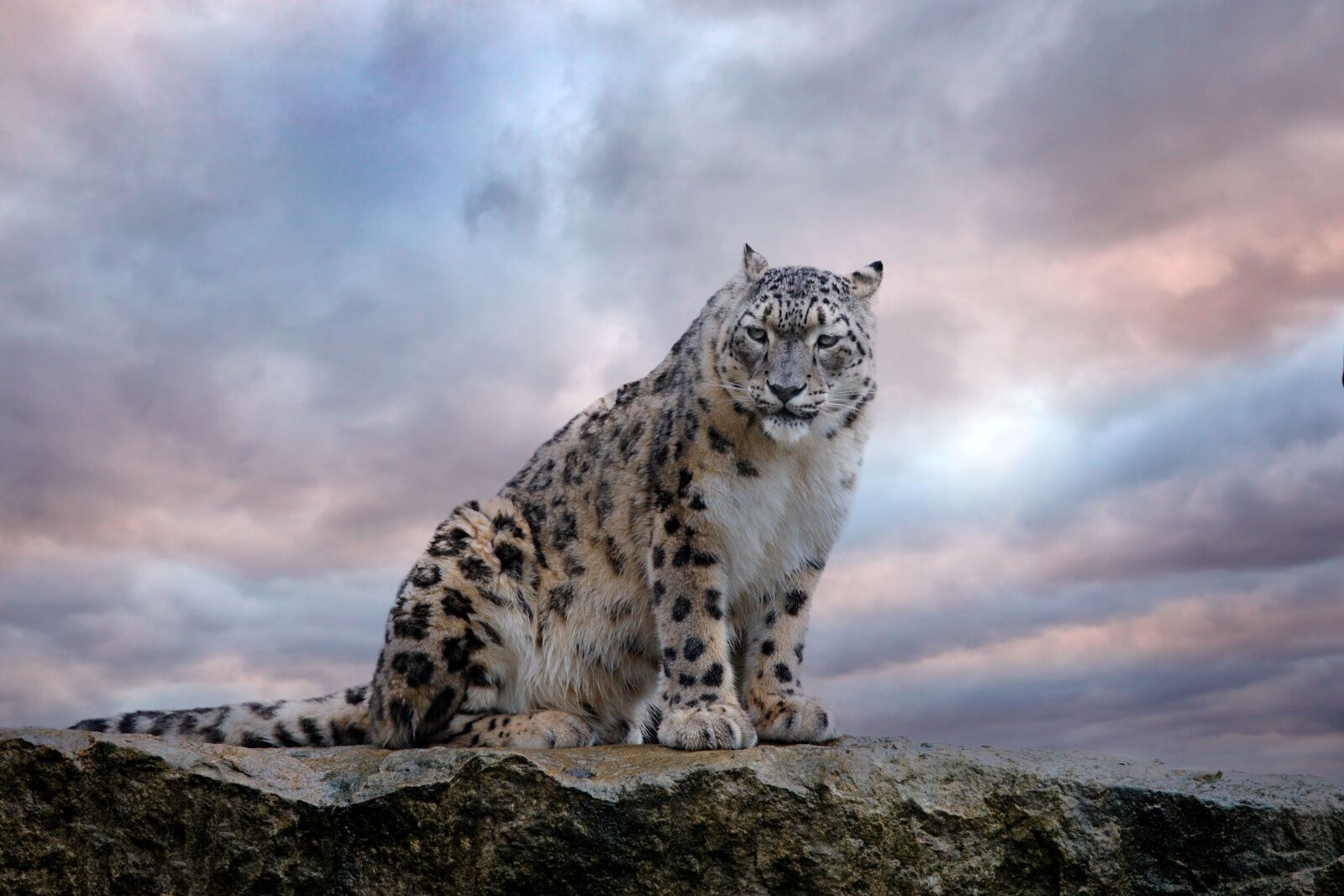 snow leopard rare mammal india
