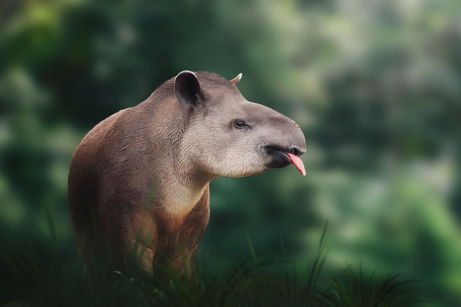 rare mammals tapir colombia