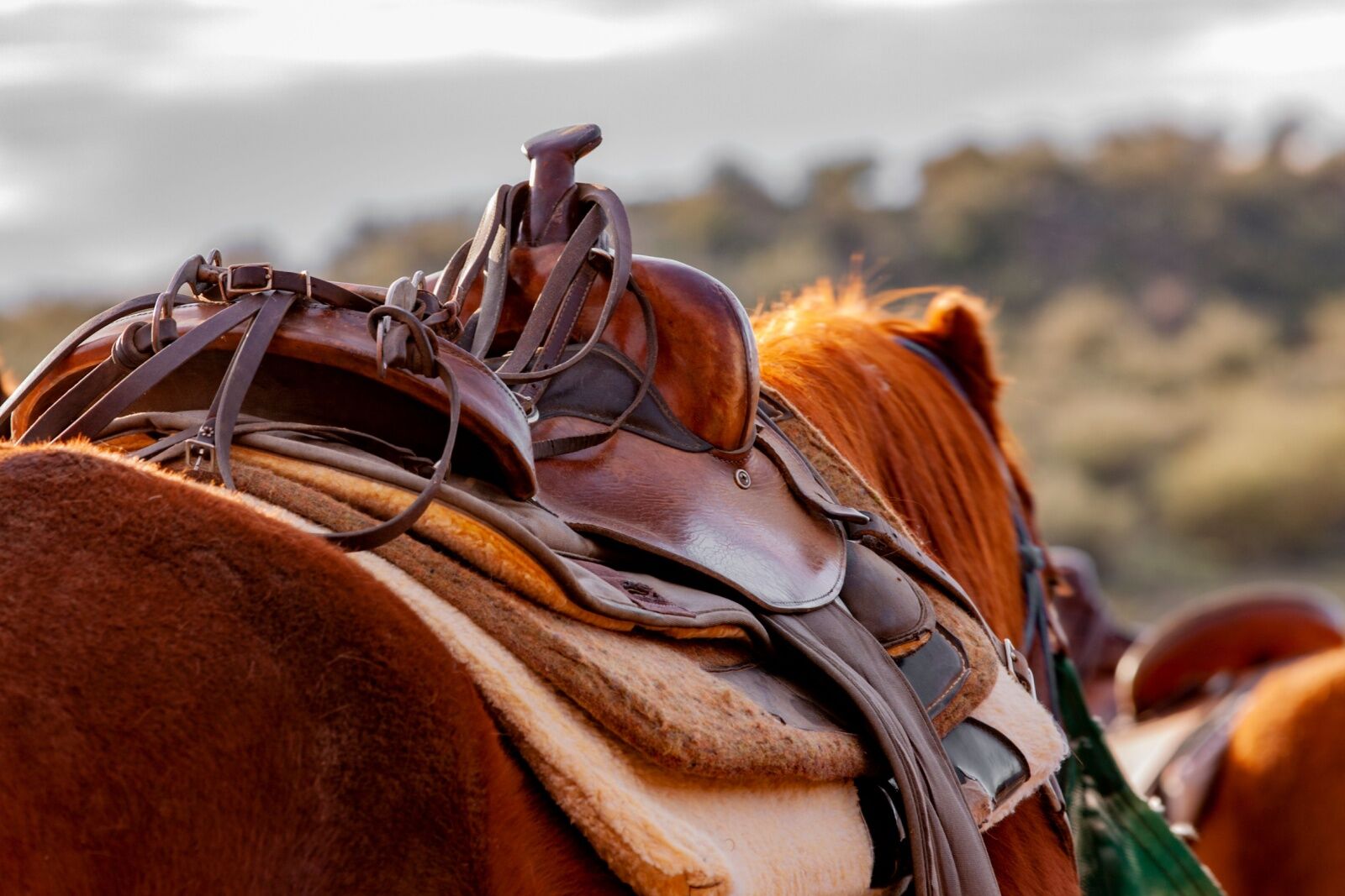cheyenne cowboy - horse closeup 