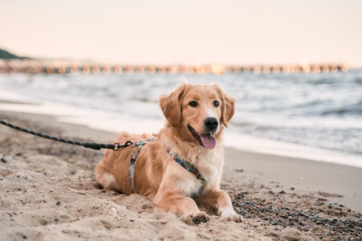 Ranked: The Most Dog Friendly States in the US