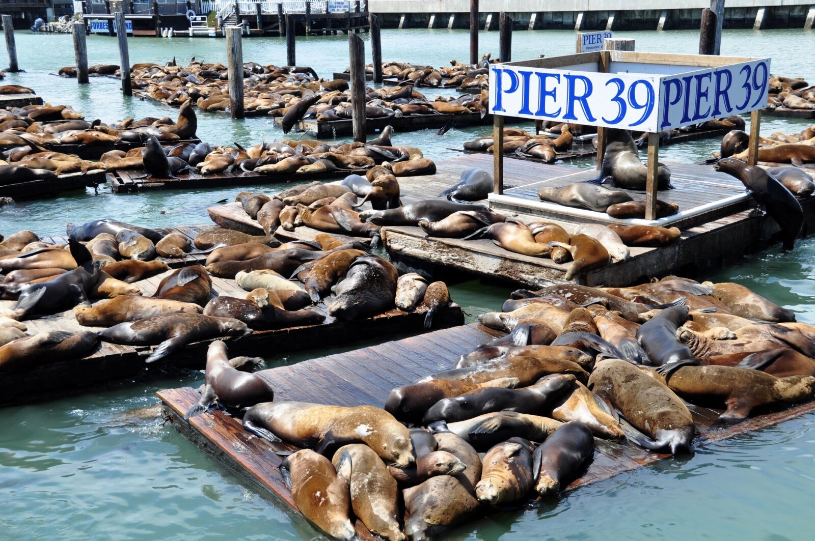 san francisco sea lions boom 2024