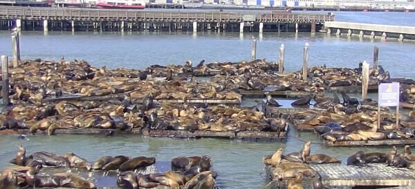 Watch: More Than 1,000 Sea Lions Swarm Popular San Francisco Pier