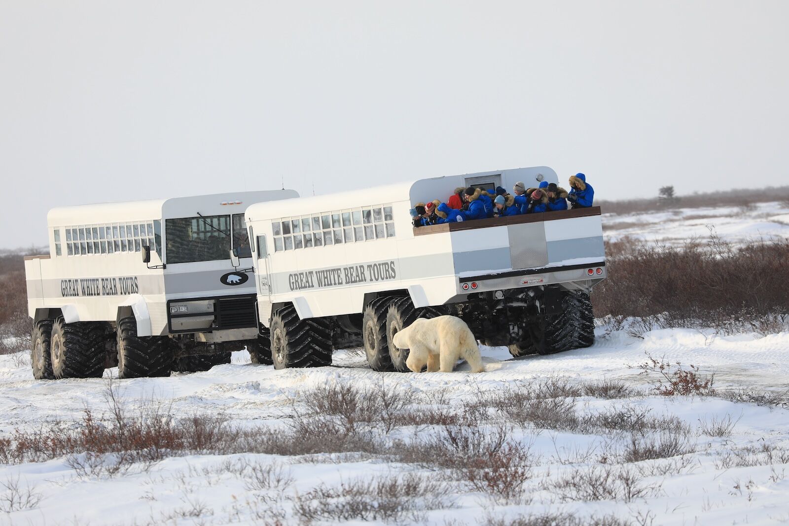 Tourists taking a polar bear watching tour in Manitoba, Canada. 