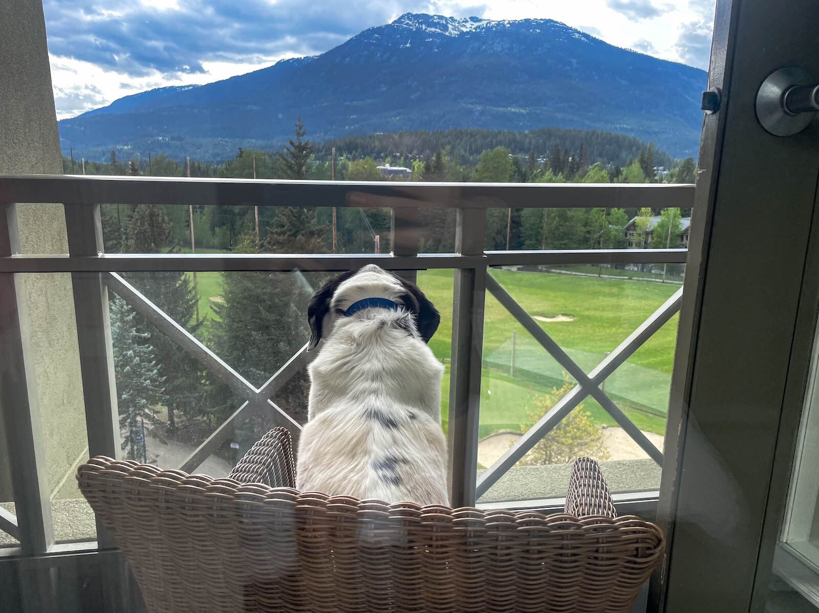 westin whistler review - dog spying