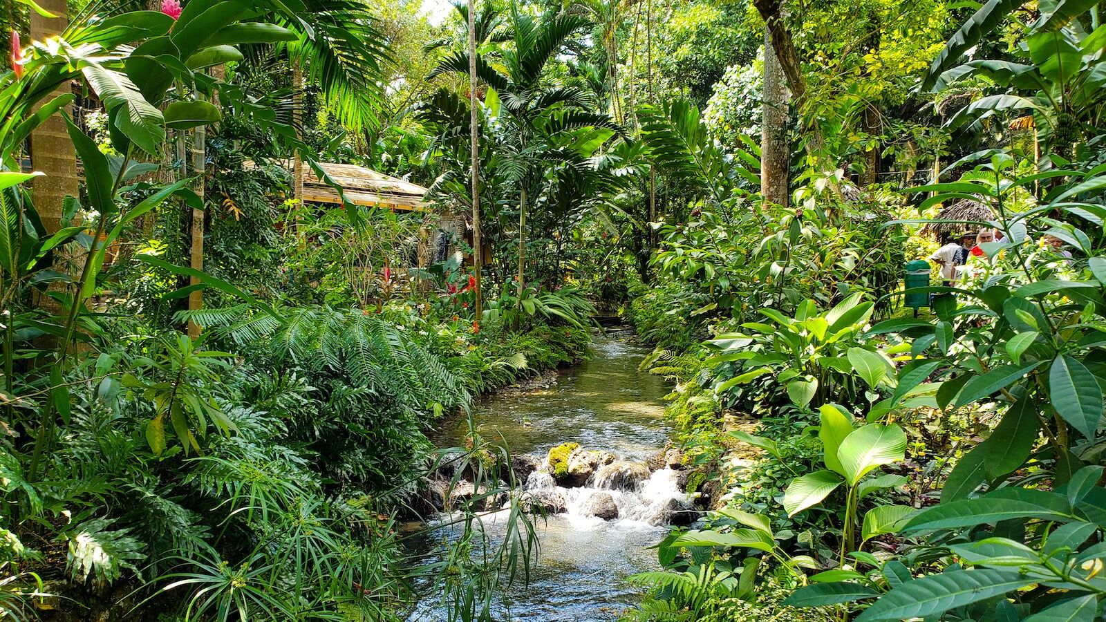 Beautiful, tropical, lush, green garden in Konoko Falls, Ocho Rios, Jamiaca with a lot of foliage and scenic river flowing through the middle on a spring day.