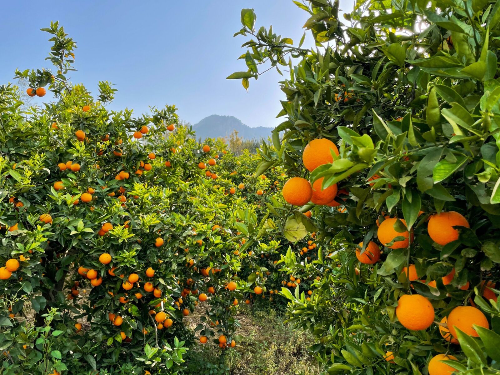 mallorca, spain orange grove