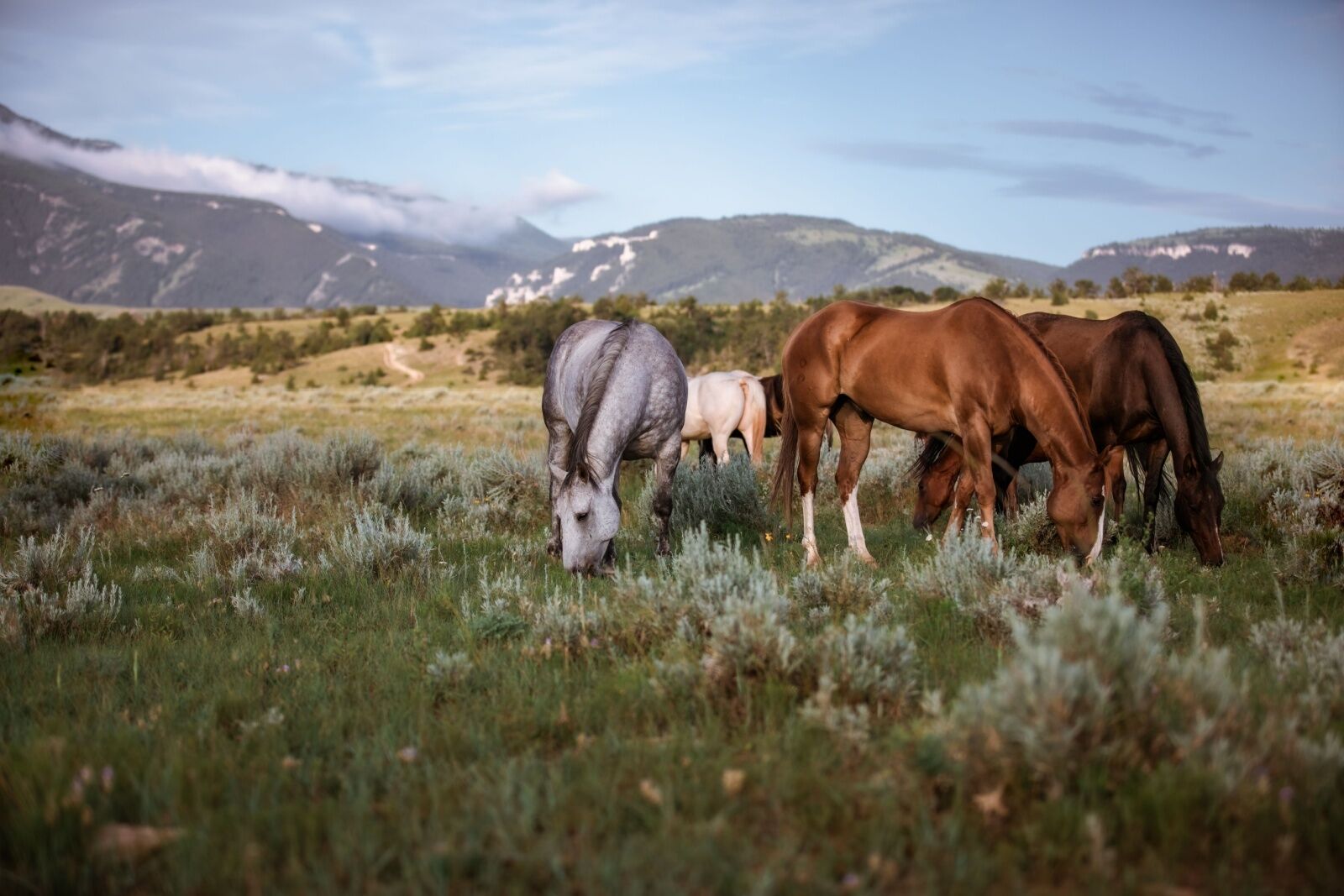 pryor mountain horses - wyoming road trip