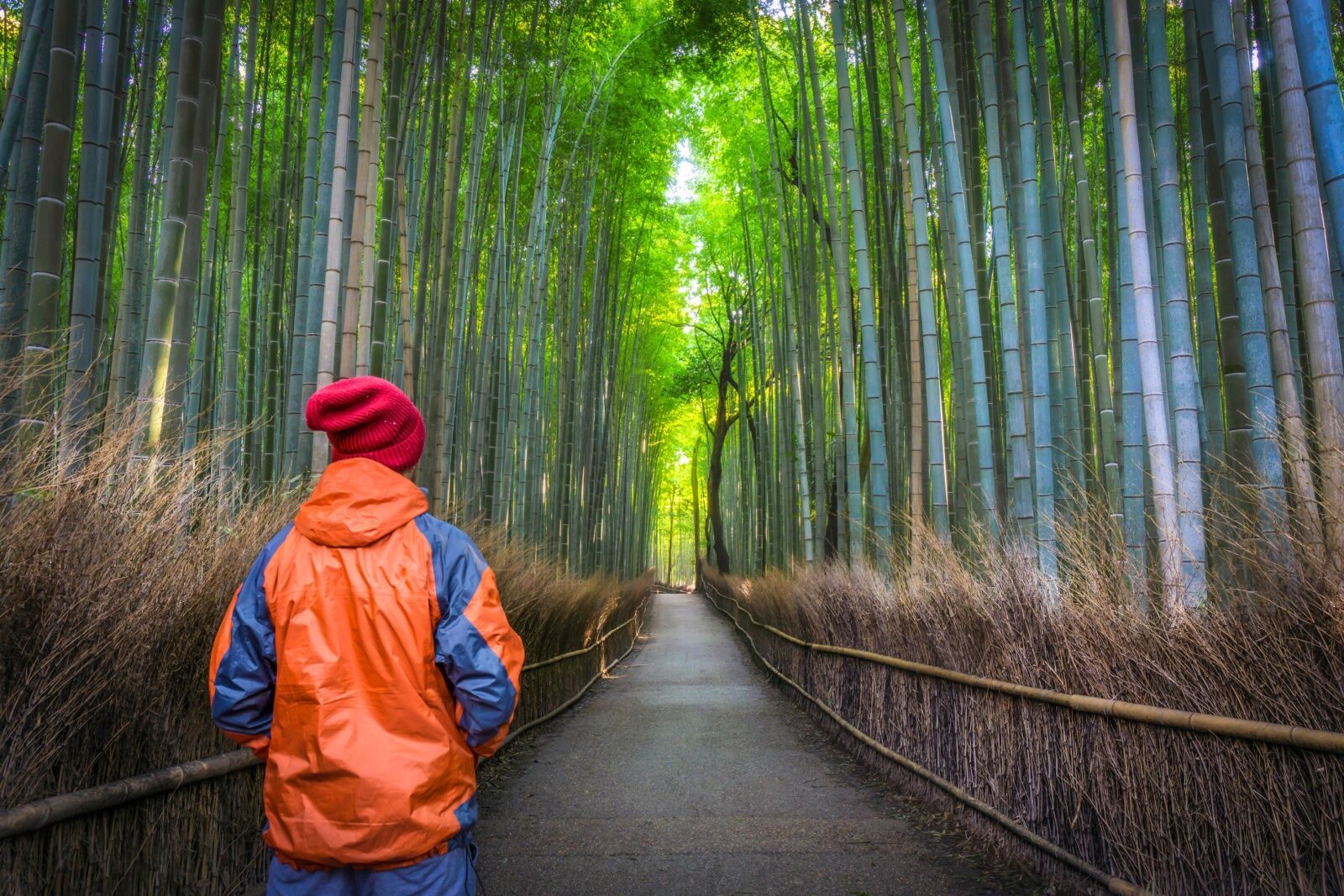 single male autistic traveler in japan bamboo field
