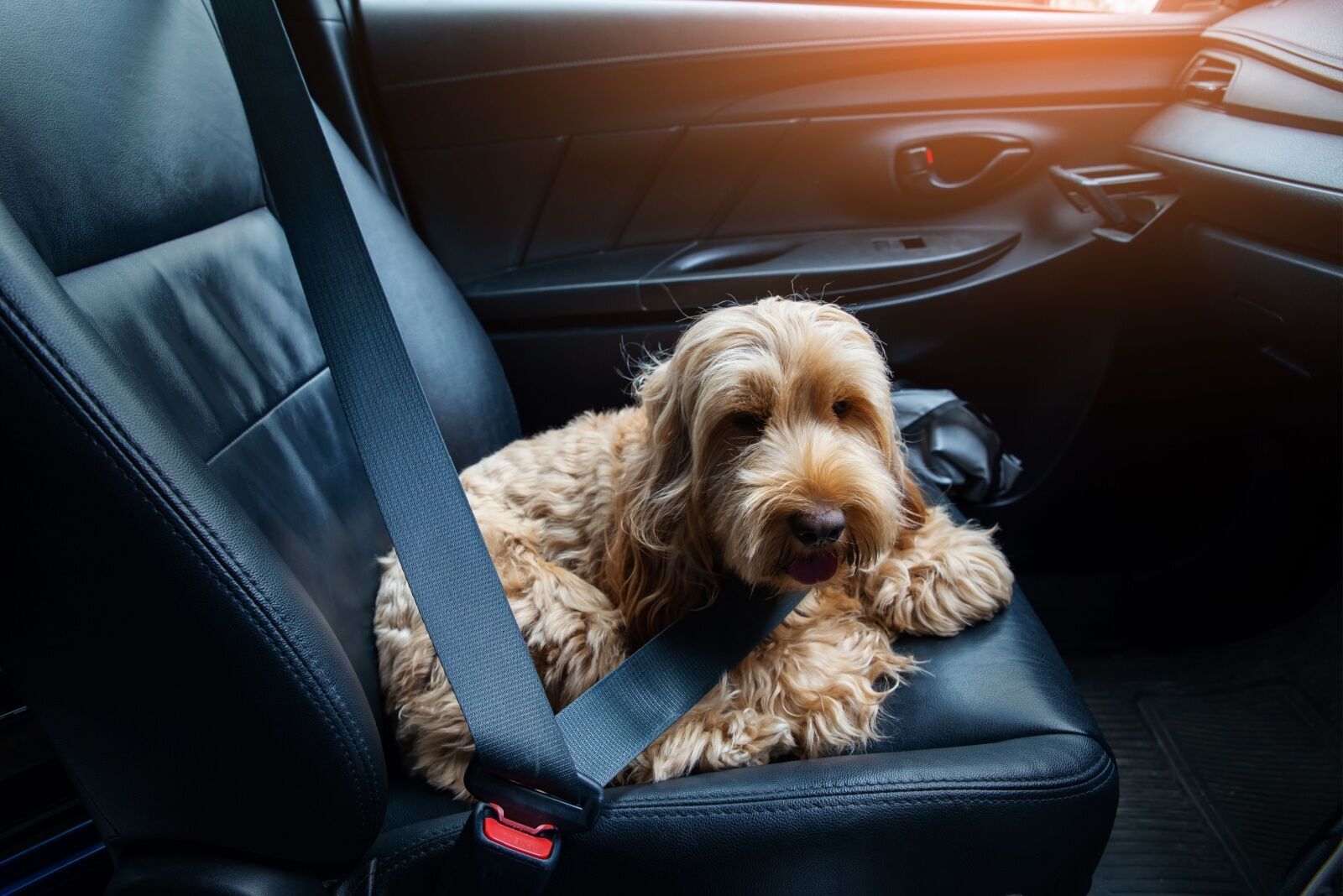 Your Dog Should Be Wearing a Seatbelt on Road Trips. Here s Why