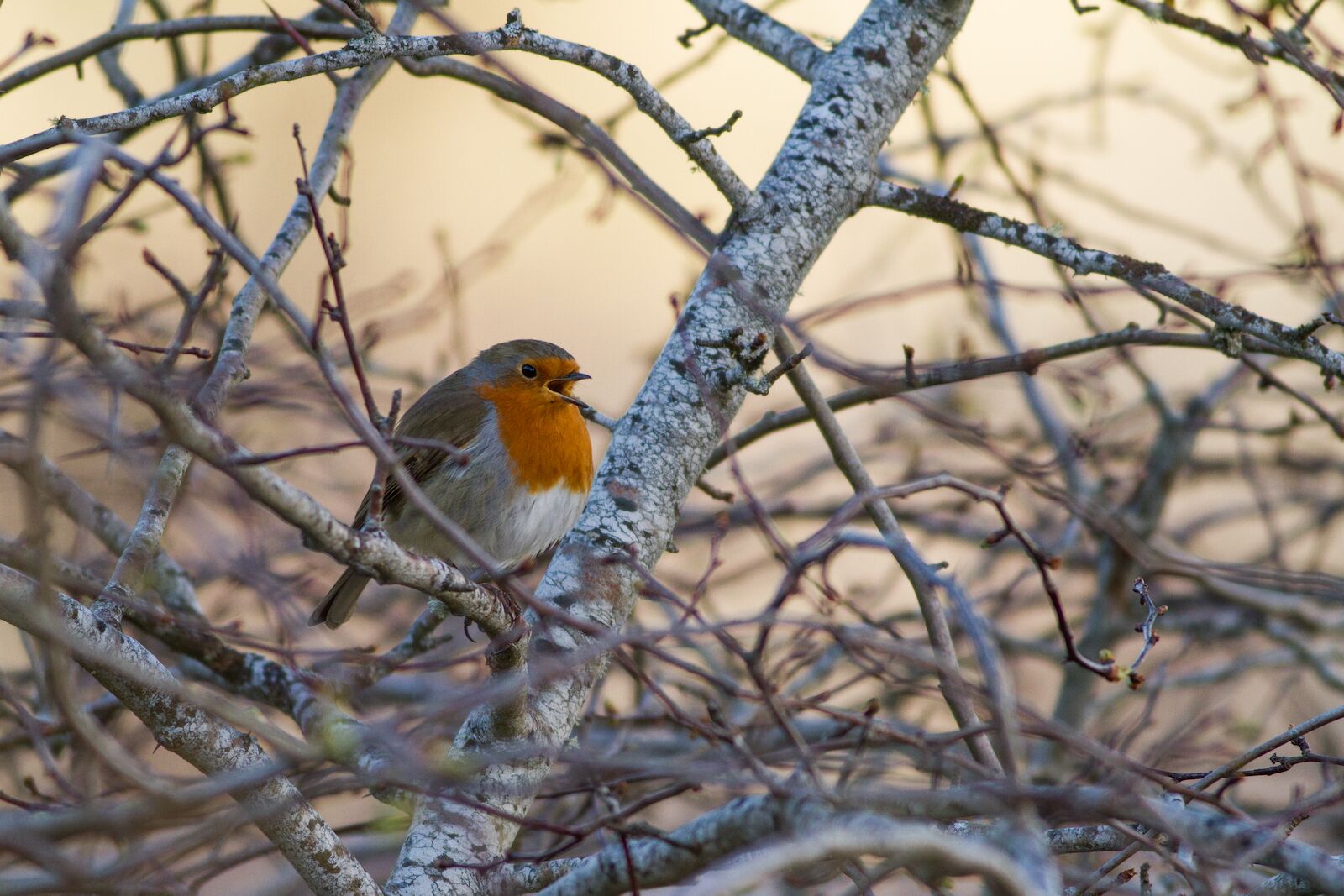 bird near loch ness