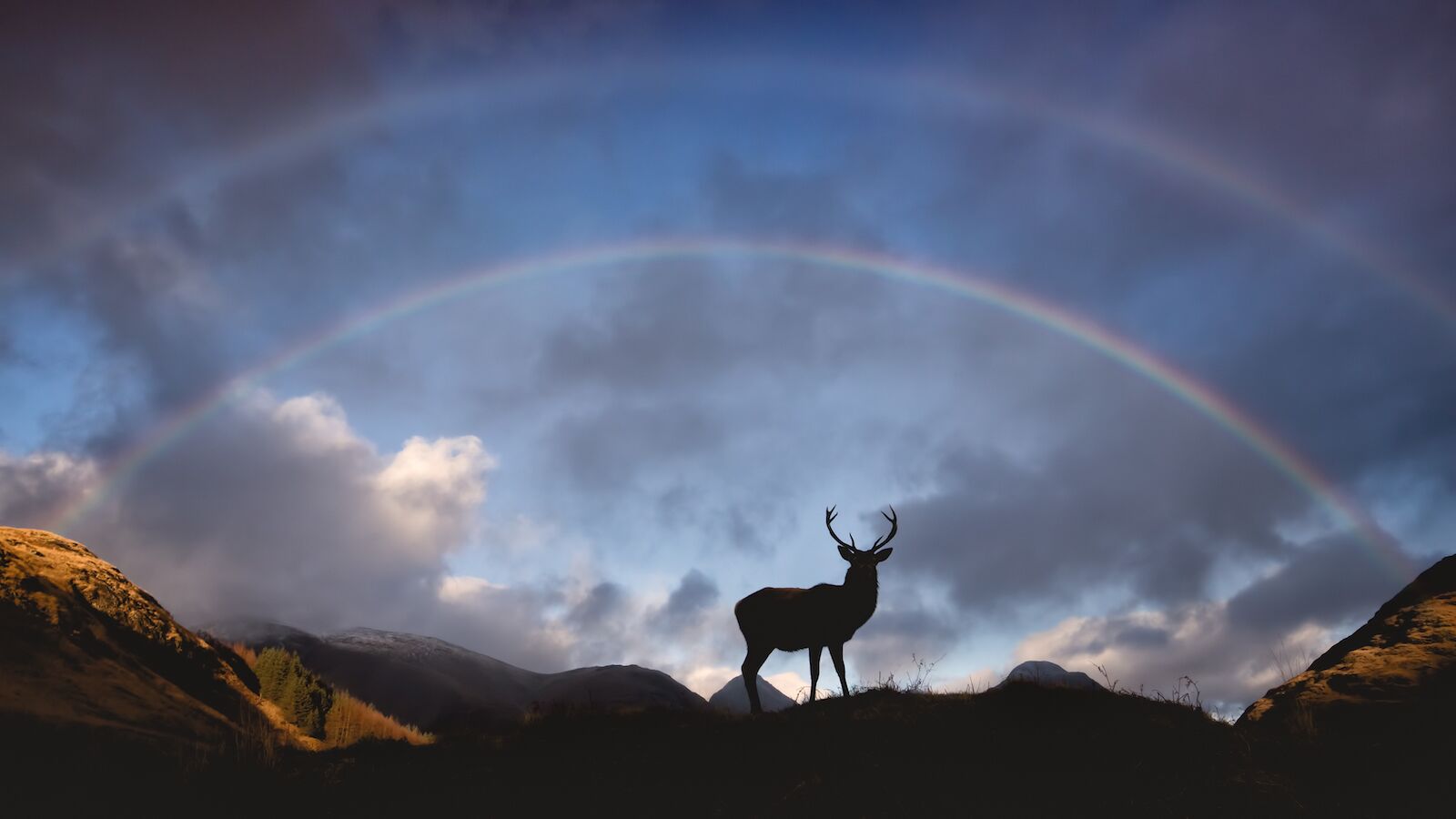 red deer near loch ness