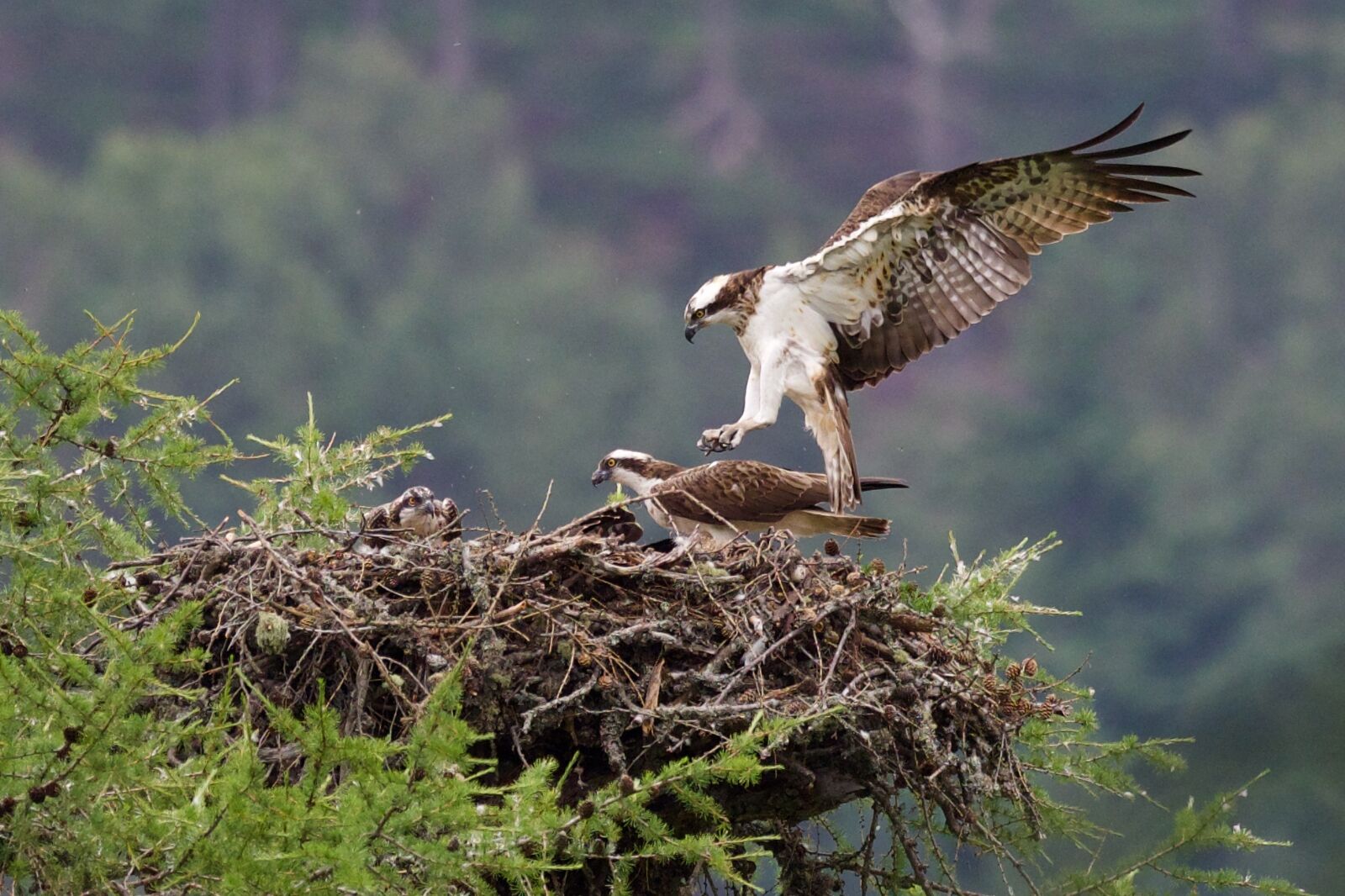 An adult osprey returning to its chicks in Deeside, west of Aberdeen