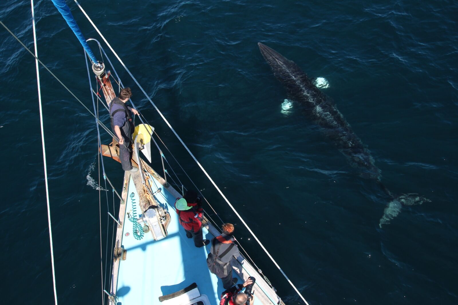 people whale watching in scotland