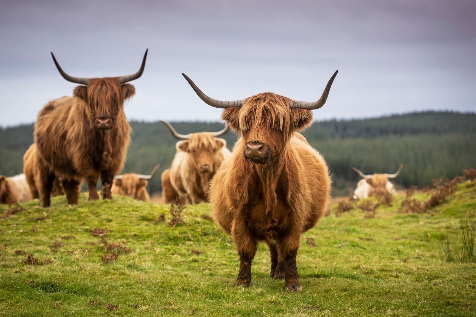 Highland cows at Kitchen Coos & Ewes, a farm that runs family-friendly tours near Newton Stewart in South West Scotland