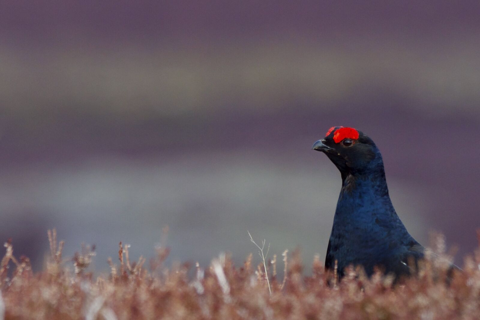 Black grouse