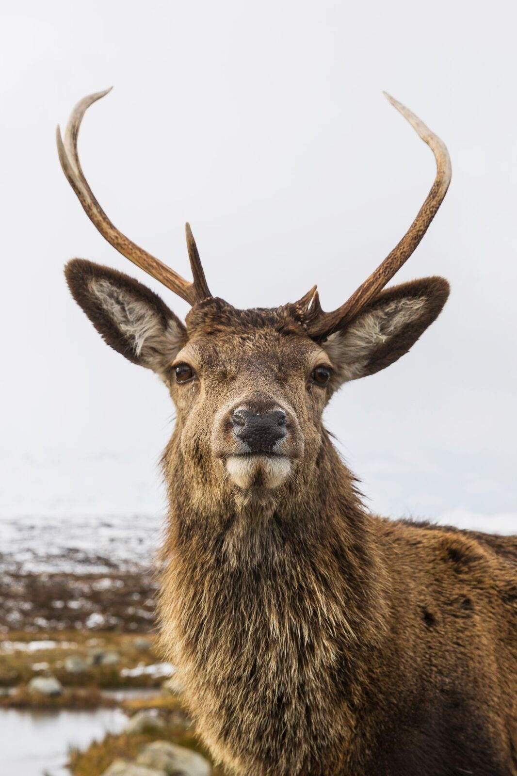 Scottish red deer