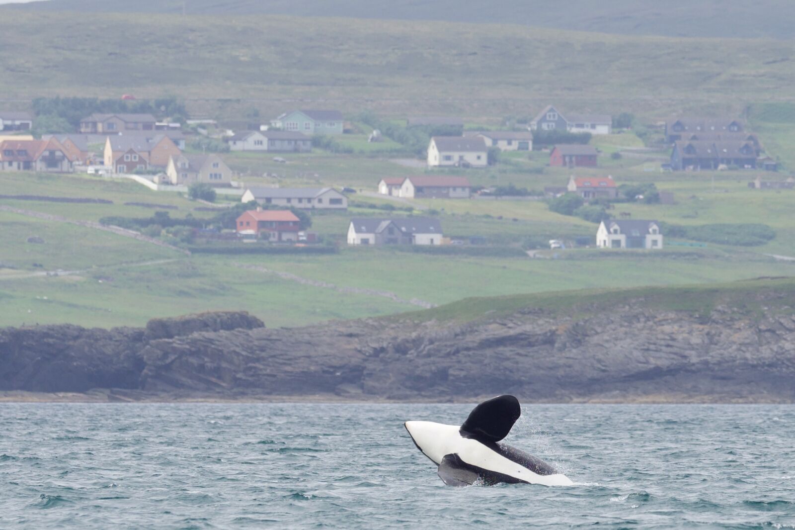 An orca breaching in Shetland.