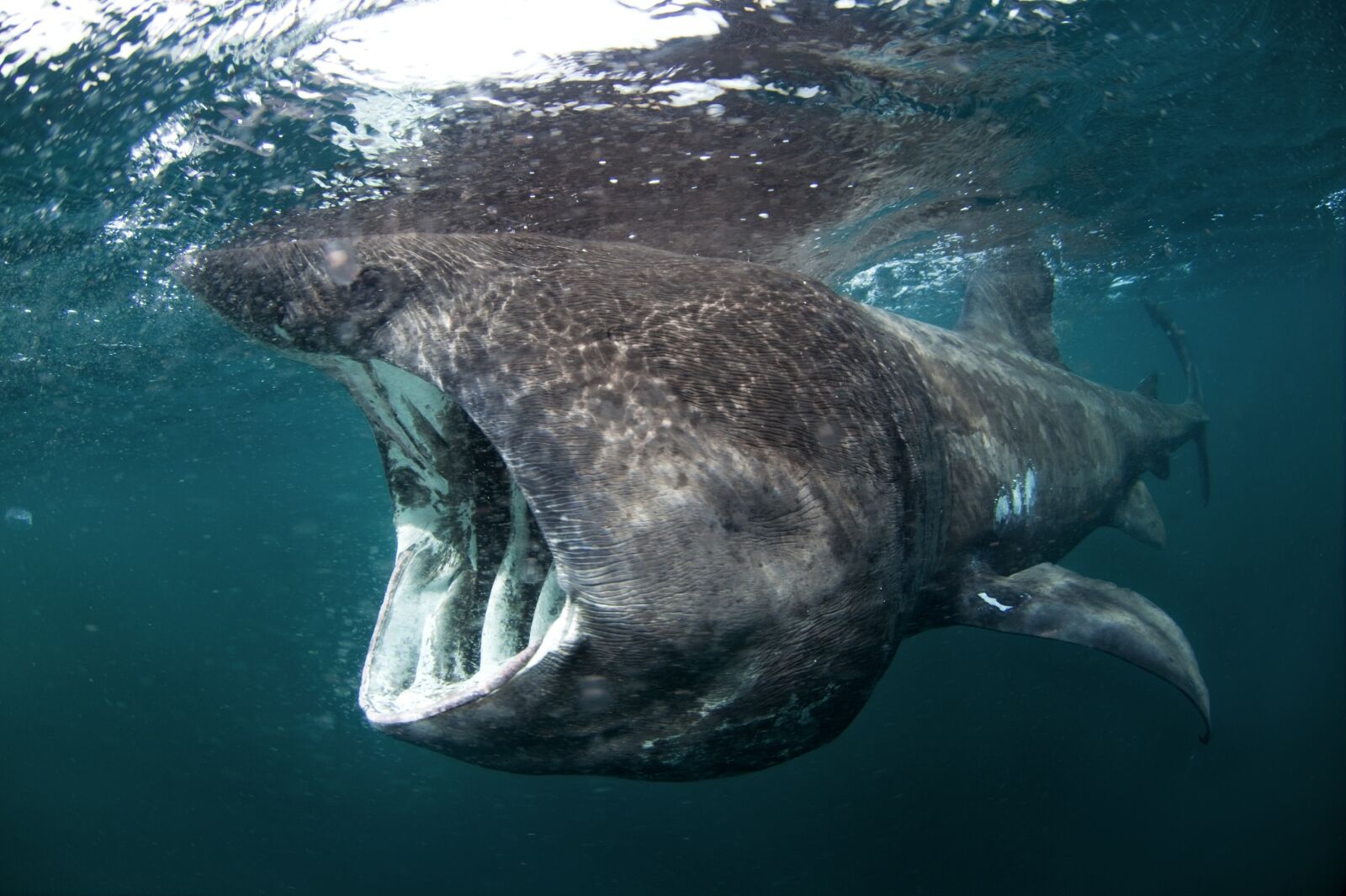 basking shark, cetorhinus maximus, Coll island, Scotland