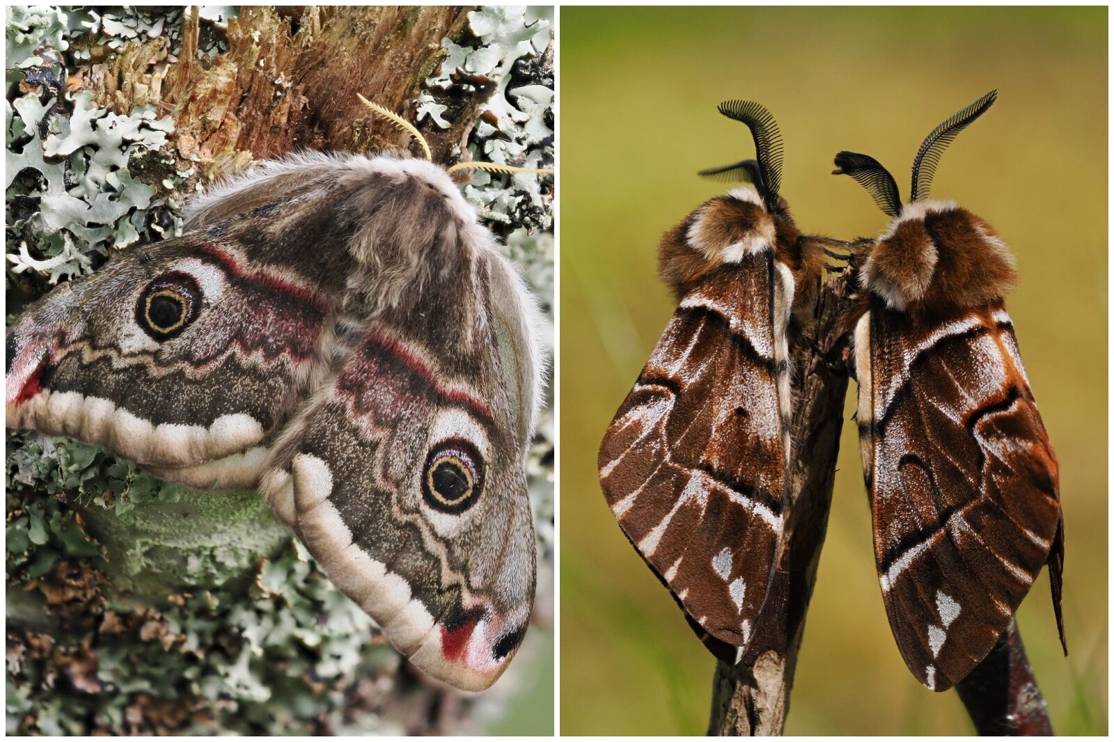 Female Emperor moth and Kentish Glory moth