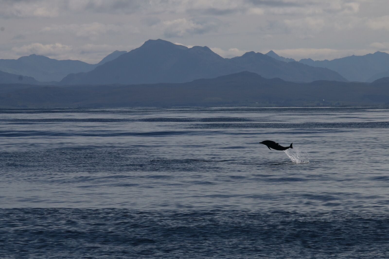 Dolphin in Scotland one of the many impressive scottish wildlife species