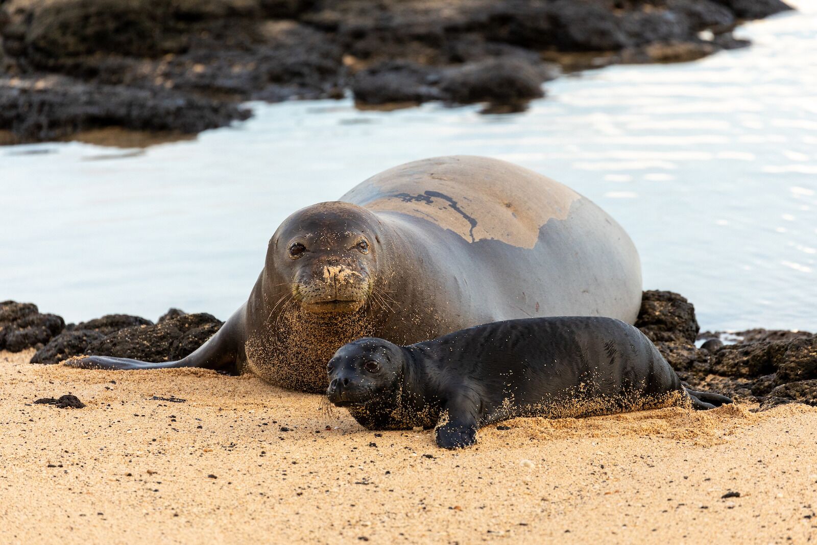 monk seals in hawaii - national park lodging 