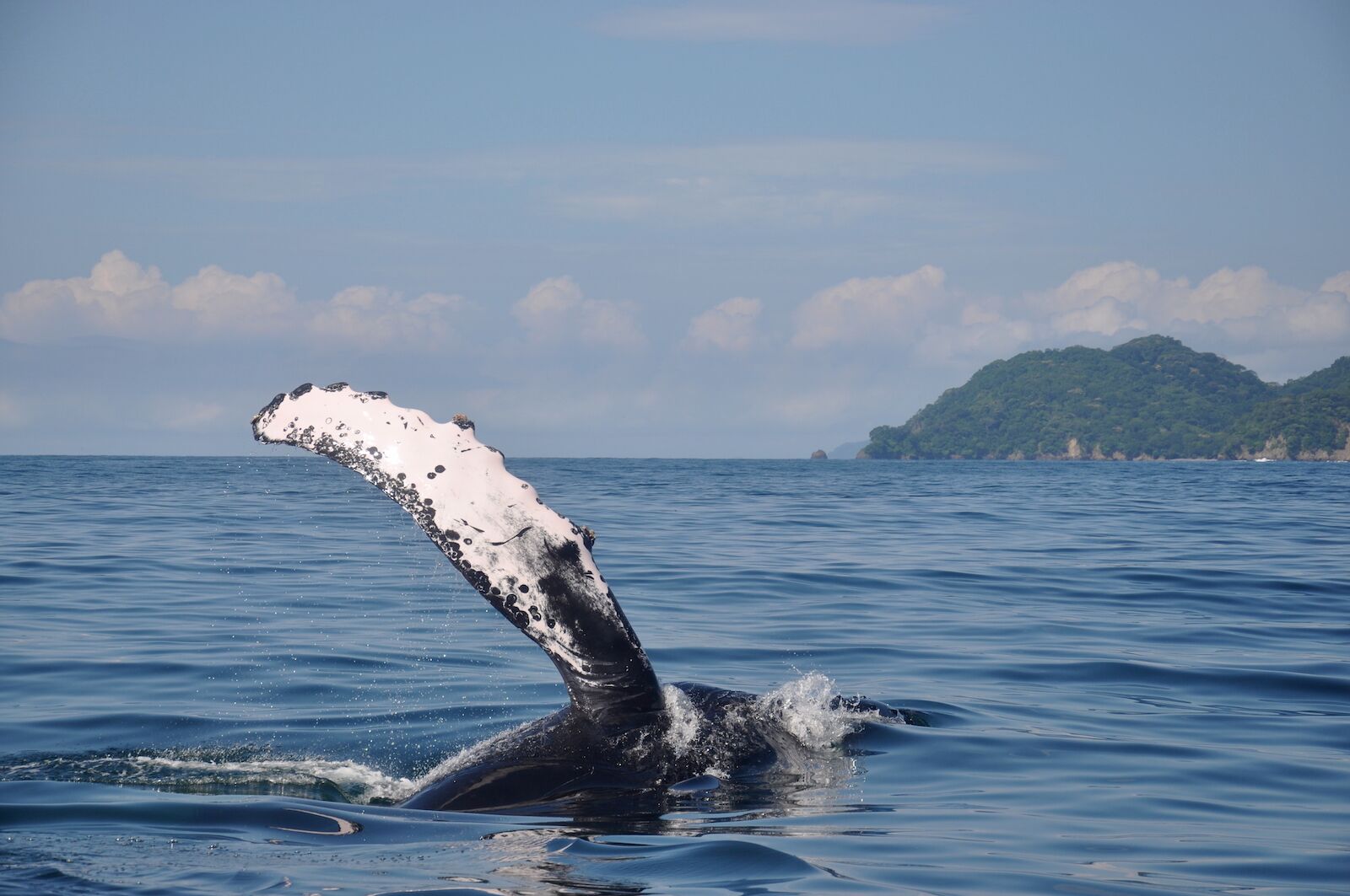 whale warranty- humpback in costa rica