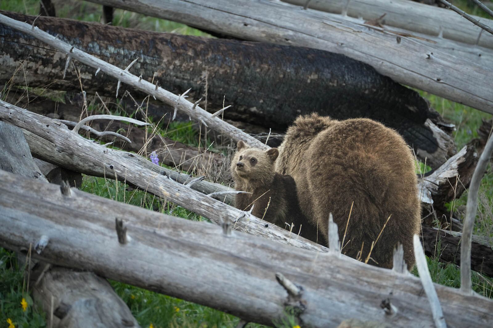 national park lodging - grizzly in yellowstone